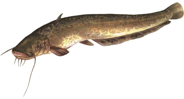 fish 2
