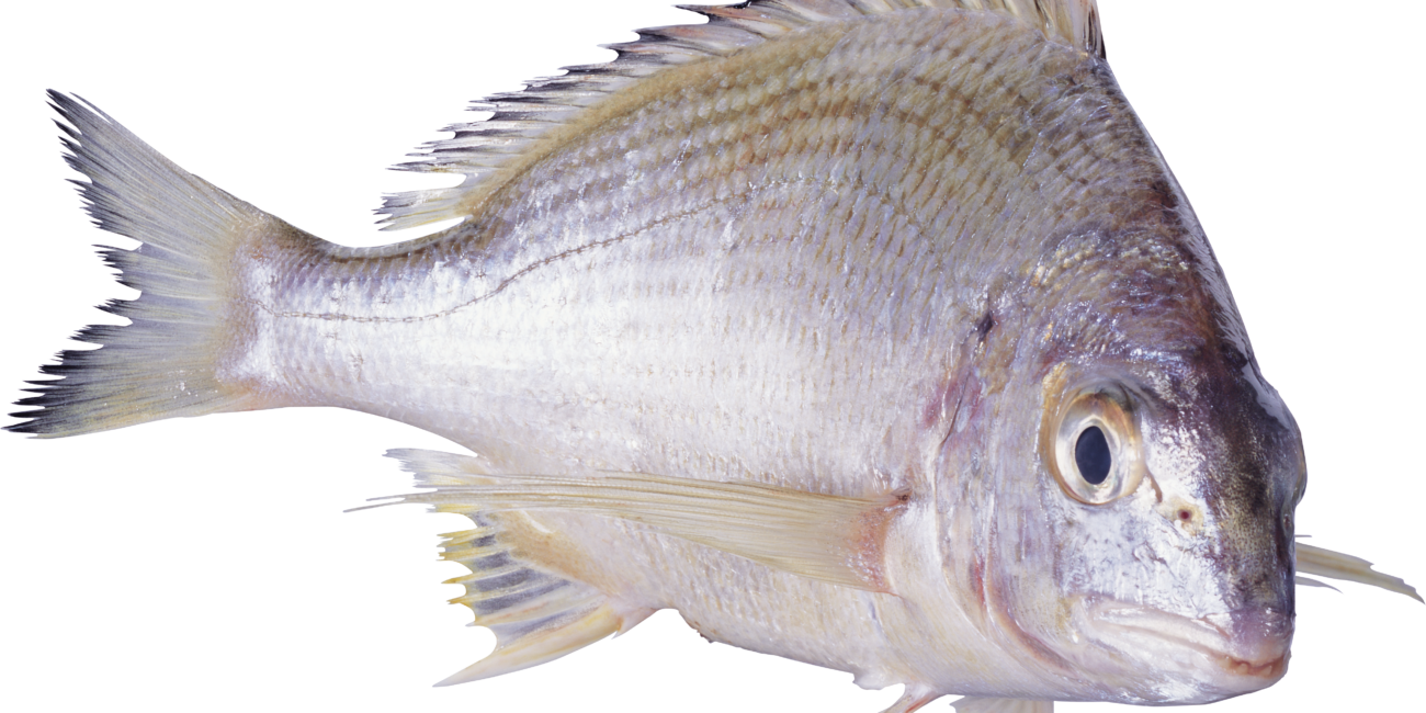 fish-23