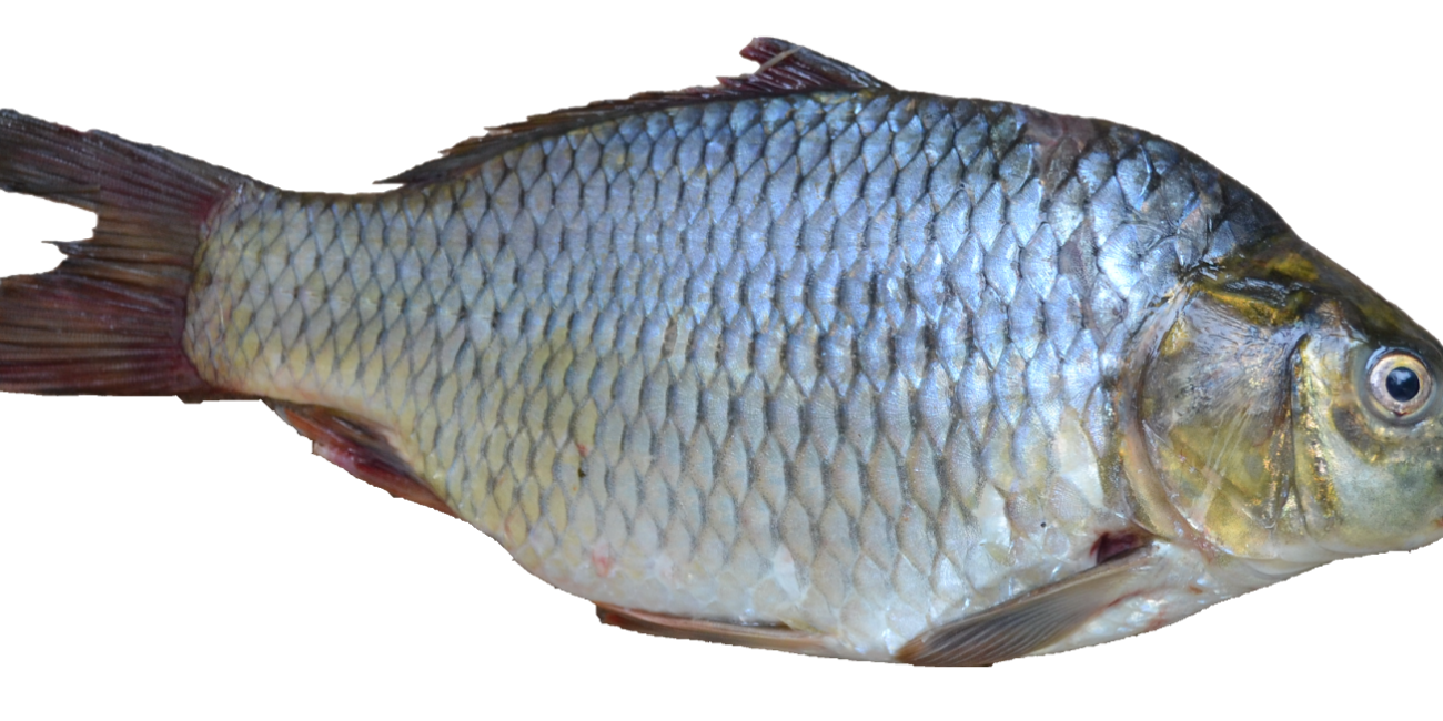 fish 3