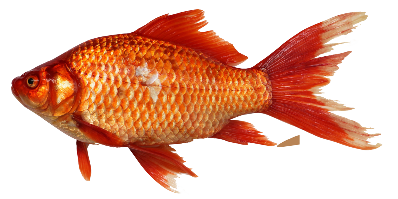 fish 4