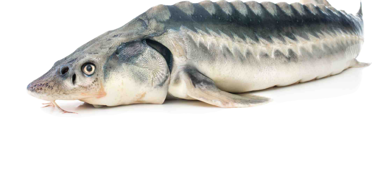 fish 5
